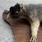 Fox Squirrel Life-size Taxidermy Mount For Sale