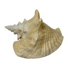 Large Pink 9    Horned Queen Conch Shell Natural Beach Seashell  amazing Color 
