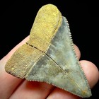 Great White Shark Tooth 1 92  Megalodon Teeth Era Fossil Unrestored