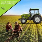 Nut Cravings - Brazil Nuts Roasted   Salted - No Shell  Whole  32oz - 2 Lb    