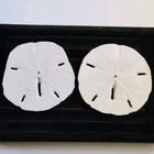 Lot Of 2 Natural Sand Dollar Sea Shells 3 Inch Naturally Bleached