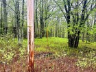 1 67 Acre Lot For Sale In Poconos