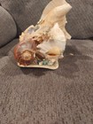 Sea Shell Art