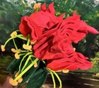 Cj Hendry 2026 Nyc Flower Market Rare 5x Red Plush Flowers