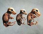Dried Fetal Pig  Mummified Taxidermy Domestic Pig Fetus  Sus Scrofa Domesticus