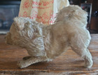 1930 s Steiff 7  Mohair German Spitz Dog W Ff Button