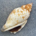  4 Strombus Dentatus 43 5mm F  Nacala  Mozambique 1981