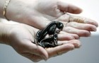 4 Live Leeches Hirudo Verbana Aka    medical Leech    Varied Sizes For Hirudotherapy