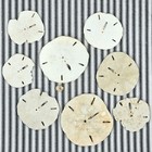  8  Genuine Sand Dollar Specimen  Natural Fossil Shell   Nautical Decor