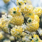 Edgeworthia Chrysantha   Oriental Paperbush   Mitsumata   50_seeds