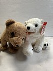 Ty Beanie Baby Buddies 6 5  Aurora  2000  Almond   Pecan 1999 W hologram Tags