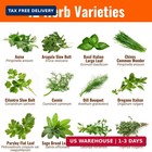 4 000 Heirloom Seeds   12 Variety Pack Of Herb Seeds   2026 Season   Non Gmo Veg
