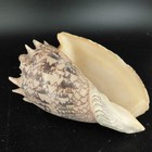 Spiky Brown White Conch Sea Shell Coastal Beach Nautical Home Decor Display 6 5 