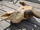 Antique 1800s Buffalo Cow Skull W Horns Bison Native American Indian Style Paint