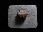 Bulbous Fossil Crinoid  Crawfordsville  In