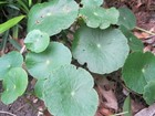 5 Brazilian Pennywort Edible Water Ivy Live Aquarium Easy Plant Round Leaves Usa