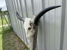 Longhorn Steer Skull 4 Feet 2 Inch Wide Polished Bull Horn Mounted Cow Head