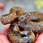 3 3 natural Leopard Print Stone Carved Snake Crystal Snake Statue Reiki Gift 1pc