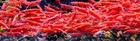  live Freshwater  Shrimp - 20 2 Fire Red Cherry Shrimp - High Grade Neocaridina