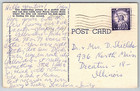 Vintage Postcard Yellowstone National Park Wyoming Mother Bear And Cub Hiking