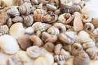 8 Oz  700   Tiny Indian Ocean Micro Shells 1 4-5 8  Beach Wedding Crafts Coastal