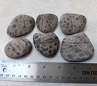 6 Petoskey Stone 12 4 Oz Natural Kintsugi Unpolished Lot Michigan Fossils 