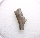 Dendrocrinus Crinoid Fossil Ordovician Kentucky Lexington Limestone