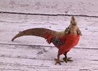 1900s Detailed Antique Austrian Vienna Cold Painted Bronze Of Gold Pheasant