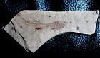 Glossanodon Musceli - Exceptionally Well Preserved Fossil Fish