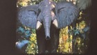    disneyland     1966  8mm Film Home Movie  Black Fam  Jungle Frontier Horse Ride  