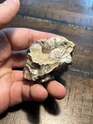 Beautiful 2x Ammonite Fossil Cretaceous Pierre Shale Montana Dinosaur Age Marine