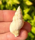 Greece Fossil Gastropod Fusus Sp  Miocene Age Fasciolariidae Shell