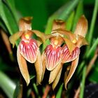 Maxillaria Pulla  Orchid Species