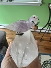 Crystal Parrot