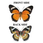 Real Framed Butterfly Taxidermy Oddities Gothic Holiday Decor Insect Lover Gift