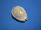 Cypraea Chinensis F  Amiges  melvill   Standen  1904   rhomboidial Signature  