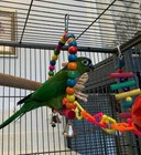 Bird Toys 5 Pieces   Colorful   Intelligence Swing Toys  Parrot Swing Chewing To