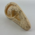 Left Human Ear Chinese Acupuncture Massage Model Figure