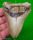 Megalodon Shark Tooth  Real Fossil - 3 88     Sharks Teeth  Serrated