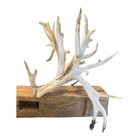 Massive Double Drop Time Whitetail Antlers Cut Off