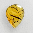 Gnat Mosquito In Burmese   Burmite Amber Fossil   100  Genuine Amber 