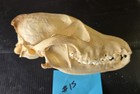 Real Coyote Skull  15