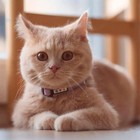 Reflective Cat Collar With Safety Buckle And Removable Bell Cat Collar Kitten   