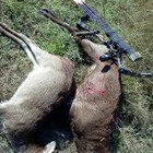 Sika Screamer Bugle Call   Free Shipping 