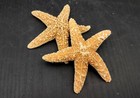 Medium Sugar Starfish Piaster Ochraceus  2 Seastars Approx  3  Inches 