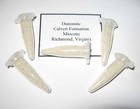 Diatomite Miocene Calvert Formation Diatom Microfossil Matrix Sample Virginia