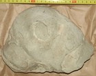 Silurian Stromatolite From Estonia  2 1kg