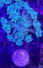 Wysiwyg Large Live Mint Green Alveopora Coral Frag Aquacultured Free Shipping 