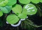 Water Lettuce Live Aquarium pond Plant  6  Plants  Buy 2 Get 1 Free