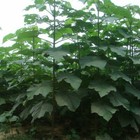Shantong Hybrid Paulownia Shan Tong 200 500 1000 2000 Seeds  promo 